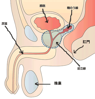 前立腺