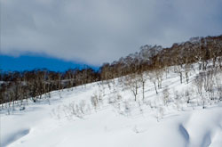 冬の風景